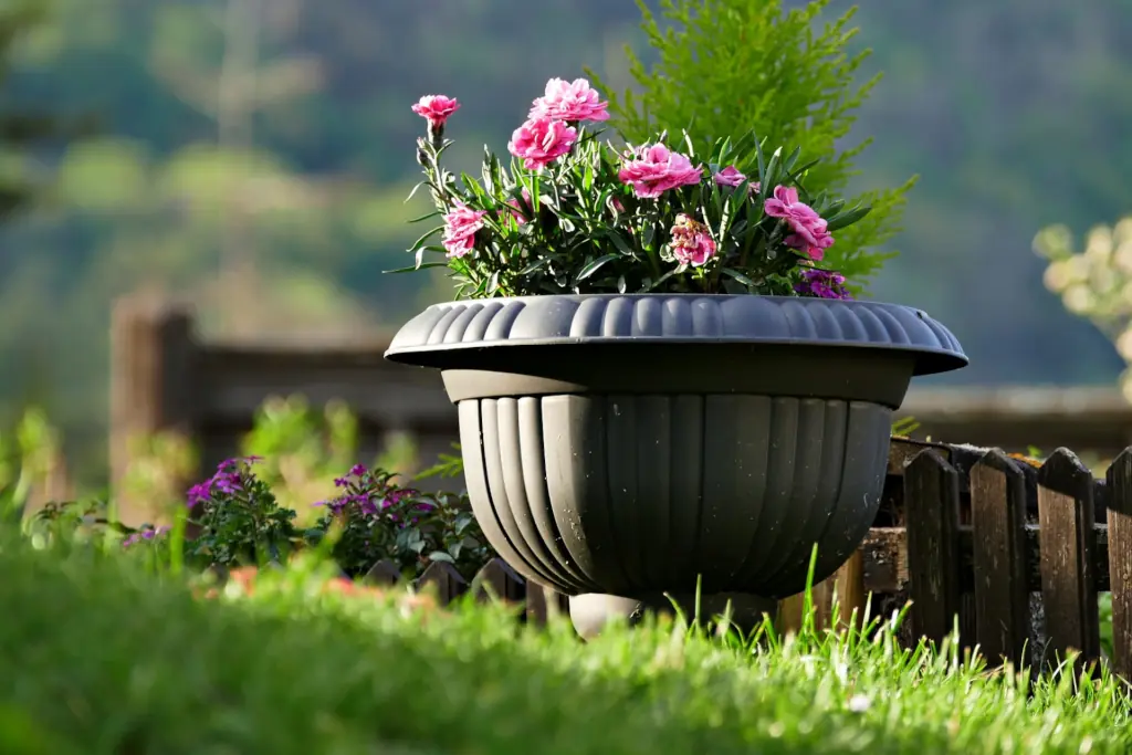 Container Gardening - Blooming Beauties in Pots