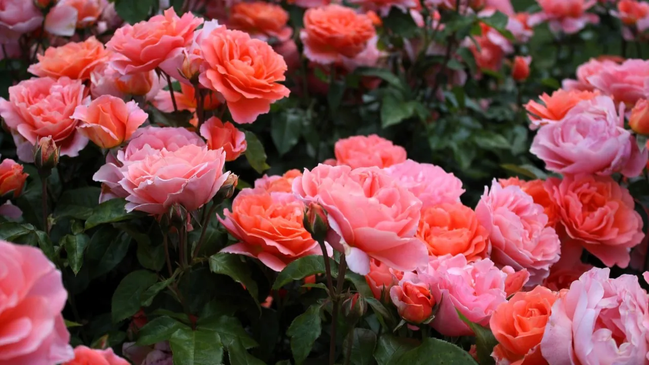 How to Grow Garden Roses in Any Climate: A Step-by-Step Guide