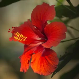 Hibiscus